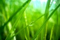 Green grass close-up super macro shooting Royalty Free Stock Photo