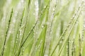 Green grass close-up super macro shooting Royalty Free Stock Photo