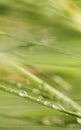 Green grass close-up super macro shooting Royalty Free Stock Photo