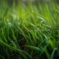 Green grass close-up super macro shooting Royalty Free Stock Photo