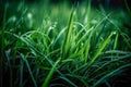 Green grass close-up super macro shooting Royalty Free Stock Photo