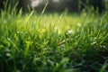 Green grass close-up super macro shooting. Generative AI Royalty Free Stock Photo