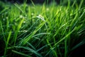 Green grass close-up super macro shooting. Generative AI. Royalty Free Stock Photo