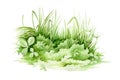 Green grass close up watercolor illustration. Lush grass - meadow element. Background with clover,   fresh herbs and natural plant Royalty Free Stock Photo