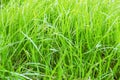 Green grass. Closeup of summer lawn, blade of grass. Horizontal background, banner, poster. Template for eco organic design.