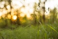 Green grass at sunset abstract background. Blur, bokeh, macro