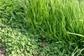 Green grass and clover leaves Royalty Free Stock Photo