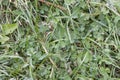 Green grass clover texture autumn