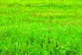 Green grass color meadow recently trimmed natural background texture. Cut meadow concept. Royalty Free Stock Photo