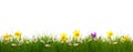 Green grass and colorful spring flowers. Royalty Free Stock Photo