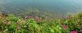 Green grass and colourful wild flowers on a cliff above sea