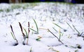 Green grass coming back to life