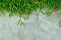 Green grass on concrete wall close up for background and backdrop use Royalty Free Stock Photo