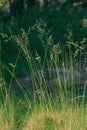 Green grass in the countryside minimalist nature concept