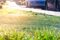 green grass covered with abundant dew along the sidewalk shot with backlight, selective focus