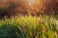 Green grass covered with dew against the background of the morning sun Royalty Free Stock Photo