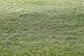 Green Grass Covered With Dew Background Royalty Free Stock Photo