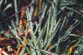 Green grass covered with dew drops Royalty Free Stock Photo