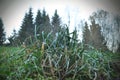 Green grass covered with dew on the fir trees background Royalty Free Stock Photo