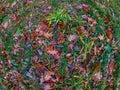 Green grass is covered with fallen autumn leaves of maple and oak. The surface of the autumn lawn after the rain. Water drops on Royalty Free Stock Photo