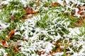 Green grass covered by the first snow on meadow Royalty Free Stock Photo