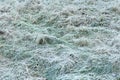 Green grass covered with frost