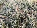 Green grass covered with frosty hoarfrost. Royalty Free Stock Photo