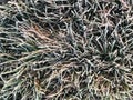 Green grass covered with frosty hoarfrost. Royalty Free Stock Photo