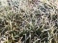 Green grass covered with frosty hoarfrost. Royalty Free Stock Photo