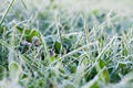 Green grass covered with hoarfrost Royalty Free Stock Photo