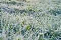 Green grass covered with hoarfrost Royalty Free Stock Photo