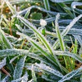 The green grass is covered with ice crystals of frozen dew. Royalty Free Stock Photo