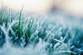 The green grass is covered with ice crystals. A wonderful morning spring or autumn landscape. Royalty Free Stock Photo