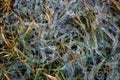 Green grass covered with ice in winter as a background Royalty Free Stock Photo