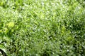 Green grass covered with morning dew in a summer garden. Natural background Royalty Free Stock Photo