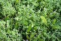 Green grass covered with morning dew in a summer garden. Natural background Royalty Free Stock Photo