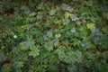 Green grass covered with raindrops close-up. Abstract vegetative background Royalty Free Stock Photo