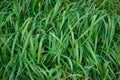 Green grass covered with raindrops close-up. Abstract vegetative background Royalty Free Stock Photo
