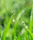 Green grass covered with sparkling dew drops close-up. Purity and freshness concept. Nature background Royalty Free Stock Photo