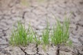 Green grass on cracked earth Royalty Free Stock Photo