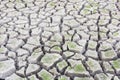 Green grass on cracked earth Royalty Free Stock Photo