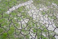 Green grass on cracked earth Royalty Free Stock Photo