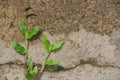 Green grass crawl on concrete floor at outdoor garden. Royalty Free Stock Photo
