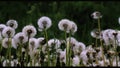 Green grass.Creative.Small white dandelions standing next to each other and on which raindrops are dripping. Royalty Free Stock Photo