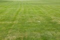 Green Grass cut short lawn Royalty Free Stock Photo