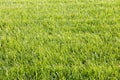 Green grass cut texture lawn landscape yard nature natural background Royalty Free Stock Photo