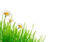 Green grass and daisy flowers corner Royalty Free Stock Photo