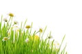 Green grass, daisy flowers and Easter eggs in a corner Royalty Free Stock Photo
