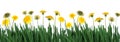 Green grass and dandelions Royalty Free Stock Photo