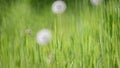 Green Grass and Dandelions